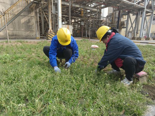 3月22日，行政保衛(wèi)部馬師傅和孫師傅在道路兩旁清除雜草。.jpg
