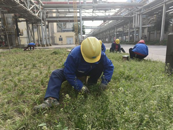 3月22日，行政保衛(wèi)部趙師傅等人在道路兩旁清除雜草。.jpg