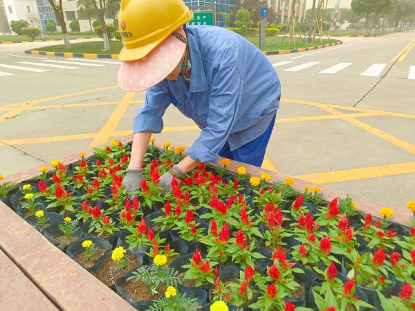 行政保衛(wèi)部趙師傅等人在公司主干道上擺放鮮花。.jpg